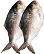 Hilsha Fish 2.2 lb